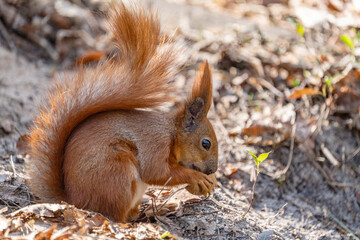 A squirrel enjoys eating a walnut.