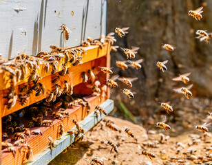 Swarms of bees at the hive entrance in a heavily populated honey bee, flying around in the spring air	
