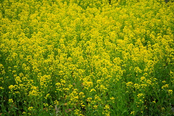 Obraz premium Yellow Canola Flower or Rape Blossoms during Spring. - 日本 黄色い花 菜の花