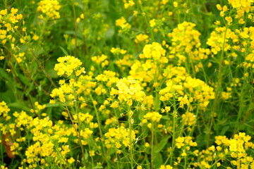 Yellow Canola Flower or Rape Blossoms during Spring. - 日本 黄色い花 菜の花