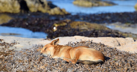 Rudy pies śpiący w suchych wodorostach na plaży Morza Śródziemnego - obrazy, fototapety, plakaty