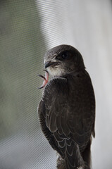 Portrait of an adult swift