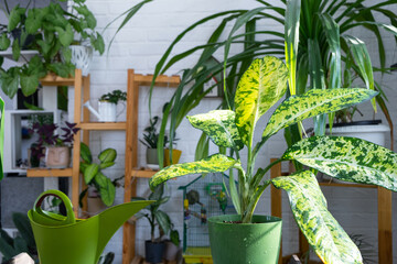 Dieffenbachia banana on the table for transplanting and caring for domestic plants in the interior...