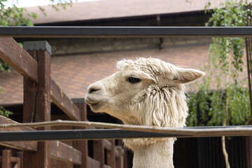 Alpaca looking out of the paddock