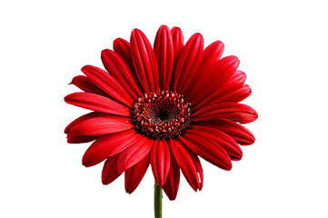 red gerber daisy transparent background