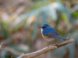 Obraz premium 森の中で枝に留まっているルリビタキの雄