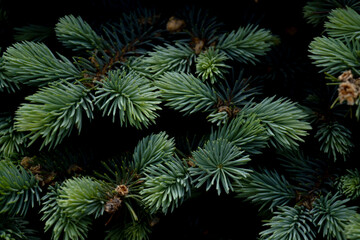 Naklejka na ściany i meble Blue pine in spring close-up