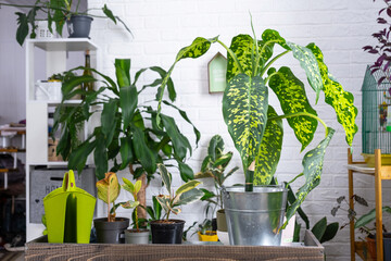 Dieffenbachia cheetah on the table for transplanting and caring for domestic plants in the interior...