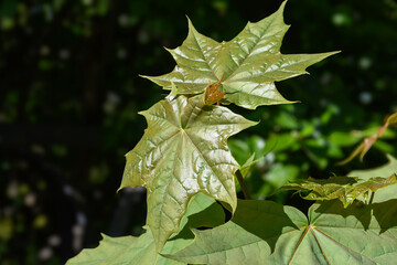 Spring young green maple leaves with red-brown tints in bright direct sunlight, close-up. The background is a shaded garden bushes