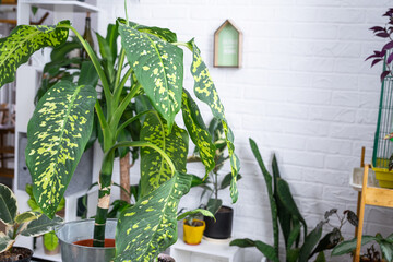 Dieffenbachia cheetah on the table for transplanting and caring for domestic plants in the interior...