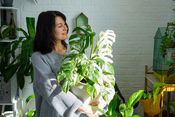  Woman holds home plant rare variegate monstera Alba into pot in home interior. 