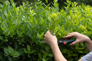 gardener pruning a green bush with secateurs