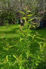 Young almond tree grows in a garden in spring