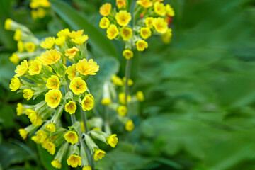 Small yellow landscape flowers in the background of a green bed
