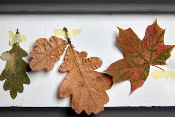 Dried fallen fall tree leaves are taped to a plastered wall