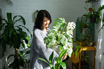  Woman holds home plant rare variegate monstera Alba into pot in home interior. 