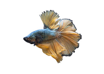 Fototapeta premium Detail of Yellow betta fish or Siamese fighting fish isolated on white background with clipping path. Beautiful movement of Betta splendens (Pla Kad). Selective focus.