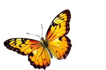 butterfly isolated on transparent background
