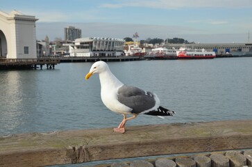 seagull on the pier