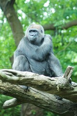 beautiful majestic Gorillas in their habitat