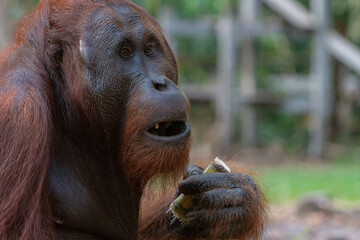 a wild orangutan on the borneo jungle