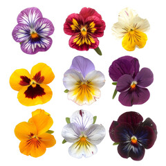 Colorful Collection of Various Edible Pansy Flowers, Highlighting the Concept of Gourmet Cuisine and Floral Garnish.