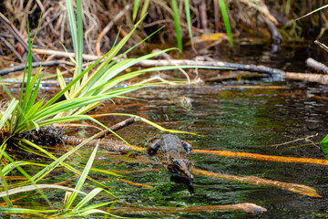 a wild crocodile on the sekonyer river