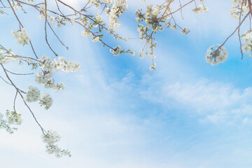 Close-up of cherry blossoms against blue sky creating a dreamy atmosphere. Copy space background.