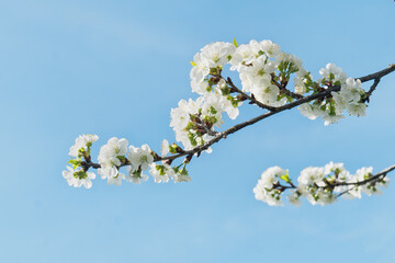 Close-up of cherry blossoms against blue sky creating a dreamy atmosphere. Copy space background.
