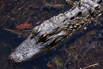 Alligator Head Shot