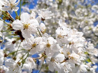 beautiful white flowers