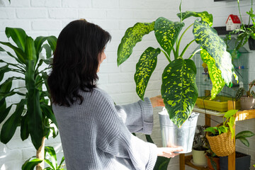Repotting and caring home plant dieffenbachia Cheetah into new pot in home interior. Woman breeds...