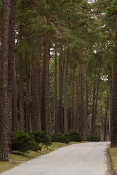 Asphalt road in a forest with trees on both sides 
