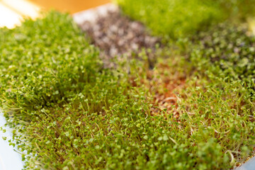 Fototapeta premium Microgreens of arugula, watercress and mustard growing in a white plastic box