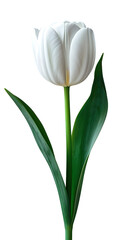 White Tulip single flower isolated on transparent background