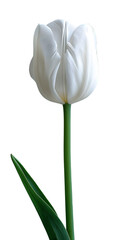 White Tulip single flower isolated on transparent background