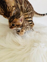 Leopard cats