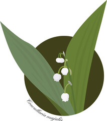 Lily of the valley illustration
