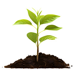 Small Green plant growing from soil isolated on transparent background