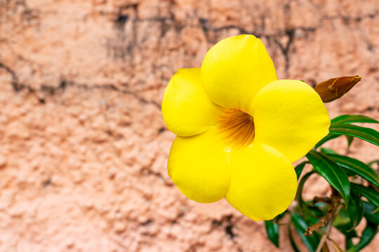 Golden Trumpet (Allamanda cathartica) Yellow Flowering Tropical. Horizontal. Advertising space.