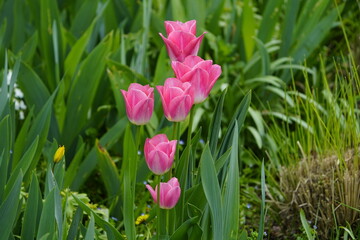 Pink colored tulips, Tulips are spring-blooming perennial herbaceous bulbiferous geophytes in the...