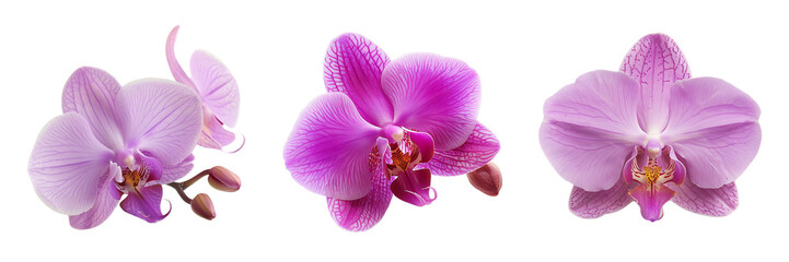 set of magenta orchid flower isolated on white or transparent background
