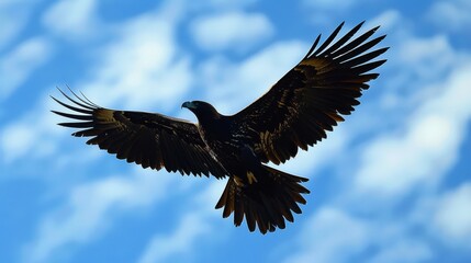 Obraz premium A large Wedge-Tailed Eagle, known for its impressive wingspan, gracefully soaring through a sky filled with fluffy clouds in shades of blue.