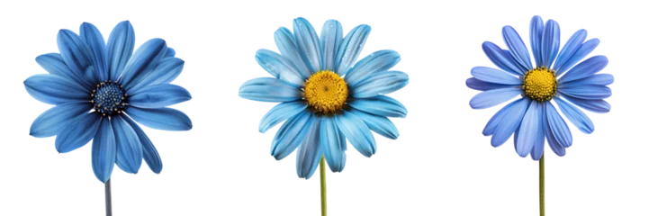 Foto op Canvas set of blue daisy flower isolated on  white or transparent background © SA Studio