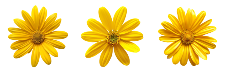 set of yellow daisy flower isolated on  white or transparent background