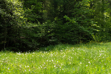 Green,  juicy, spring high grass at the edge of the forest. Meadow forest background.