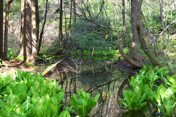 佐渡島の乙和池