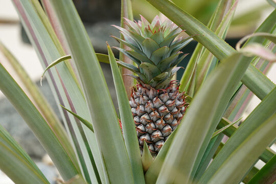 Ripe pineapple on pineapple plant. Ready to harvest