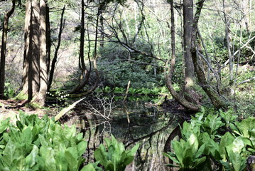 佐渡島の乙和池