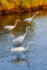 A group of four egrets wade in the water looking for an early morning meal.
